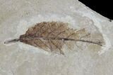 Three Fossil Leaves - Green River Formation, Utah #118018-1